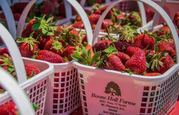 4/24-26 & 5/1-3 – The Lowcountry Strawberry Festival @ Boone Hall